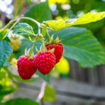 Malina červená (Rubus idaeus) ´LUCKYBERRY®´ - výška 30-40 cm, kont. C5L - NÍZKO RASTÚCA ODRODA